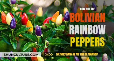 Bolivian Rainbow Peppers: A Spicy and Colorful Adventure