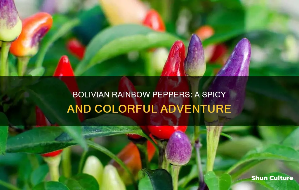 how hot are bolivian rainbow peppers