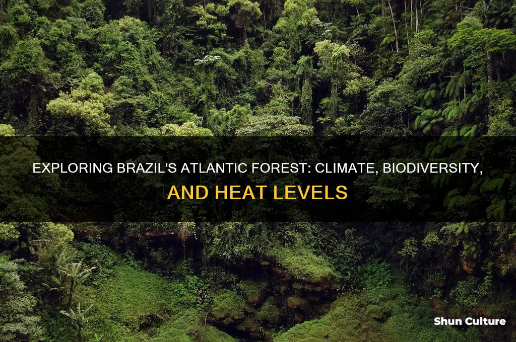 how hot is the alantic forest of brazil