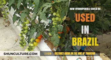 Hydroponics in Brazil: Revolutionizing Agriculture for a Sustainable Future