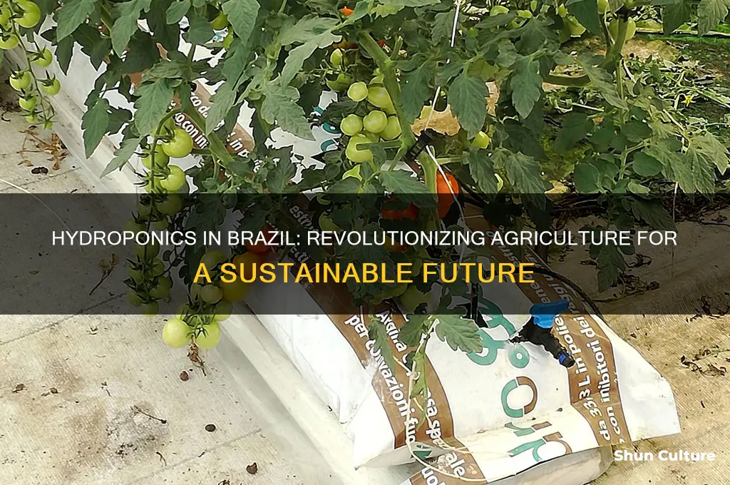 how hydroponics could be used in brazil