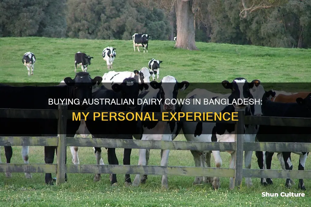 how I buy australian cow for milk in bangladesh