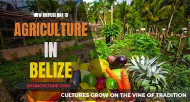 Belize's Agricultural Backbone: Sustaining a Nation