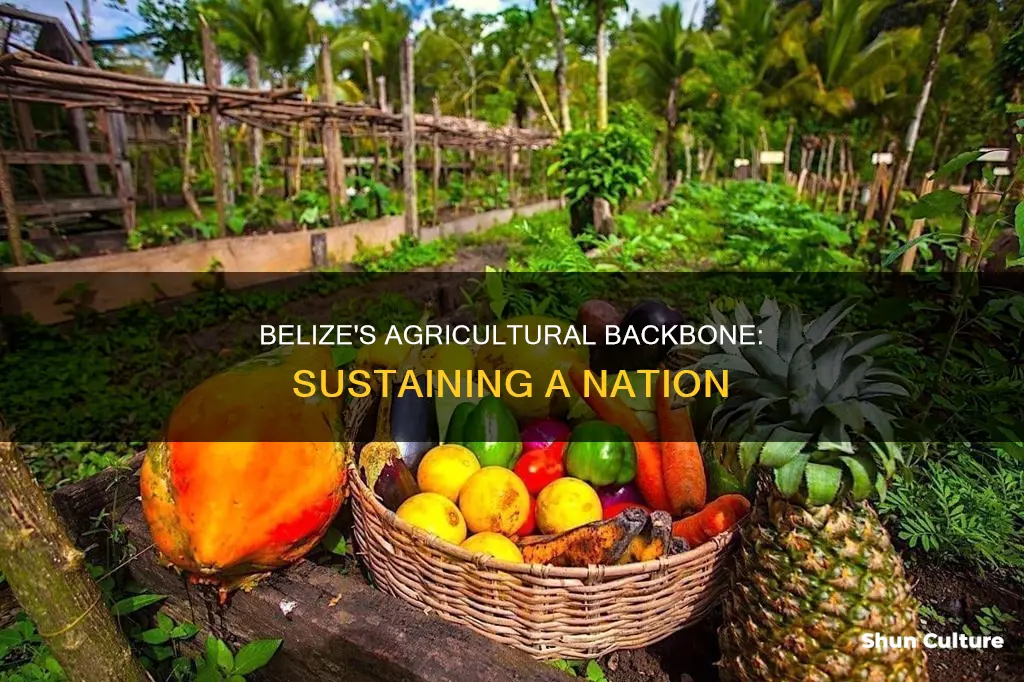 how important is agriculture in belize