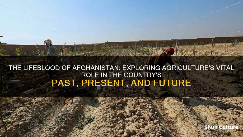 how important is agriculture to afghanistan