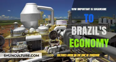 Sugarcane's Vital Role in Brazil's Economic Growth and Stability