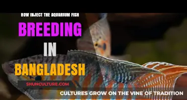 Boosting Aquarium Fish Breeding in Bangladesh: Expert Tips and Techniques