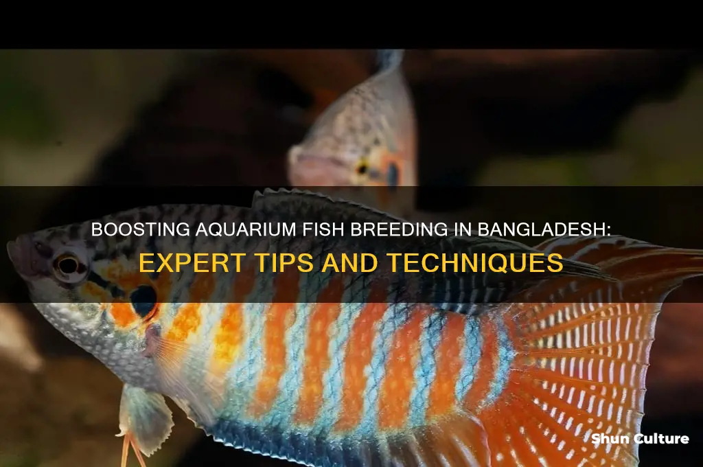 how inject the aquarium fish breeding in bangladesh