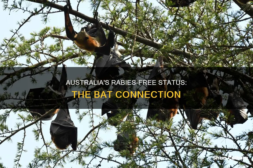 how is australia rabies free with bats