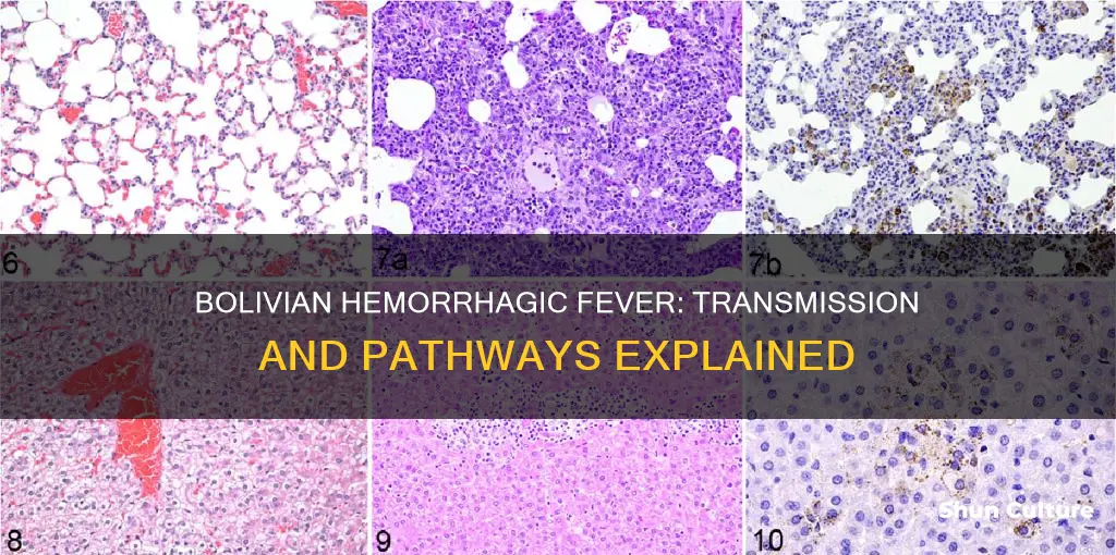 how is bolivian hemorrhagic fever transmitted