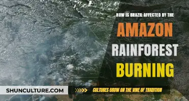 Amazon Rainforest Fires: Devastating Impacts on Brazil's Environment and Economy