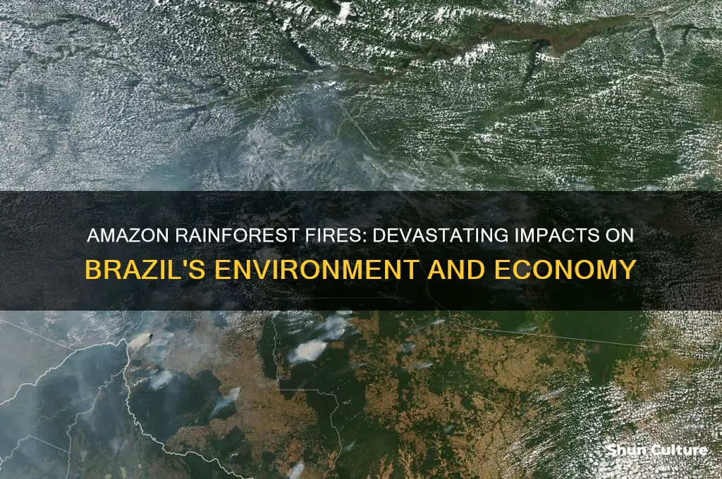 how is brazil affected by the amazon rainforest burning