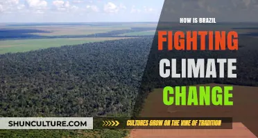Brazil's Bold Battle: Innovative Strategies to Combat Climate Change