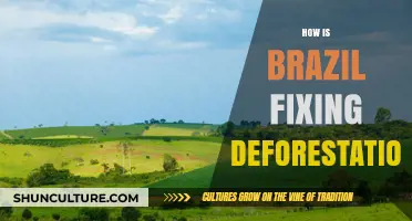Brazil's Battle Against Deforestation: Innovative Solutions for a Greener Future
