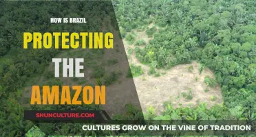 Brazil's Amazon Conservation: Strategies to Safeguard the Rainforest