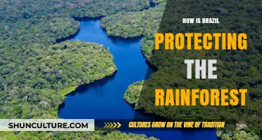 Brazil's Rainforest Protection: Strategies, Challenges, and Conservation Efforts