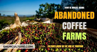 Reviving Brazil's Abandoned Coffee Farms: Innovative Uses and Sustainability Efforts