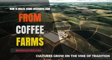 Brazil's Coffee Farm Revival: Transforming Degraded Land into Sustainable Opportunities