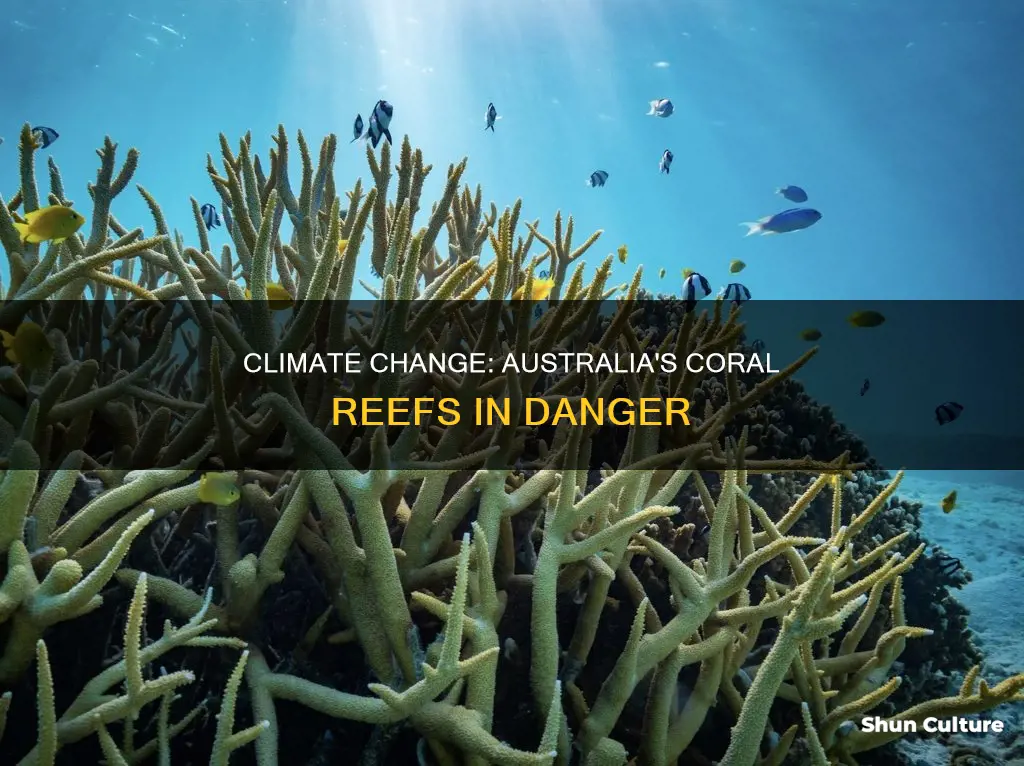 how is climate change affecting coral reefs in australia