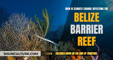 The Belize Barrier Reef's Fight for Survival in a Changing Climate