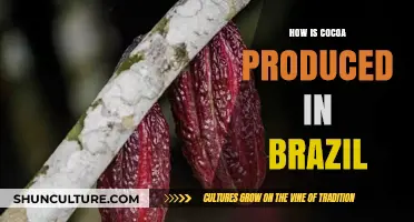 Brazil's Cocoa Journey: From Farm to Chocolate Production