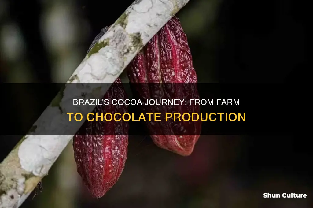 how is cocoa produced in brazil