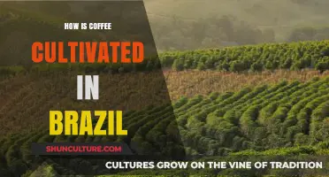Brazil's Coffee Cultivation: From Bean to Brew in Lush Landscapes
