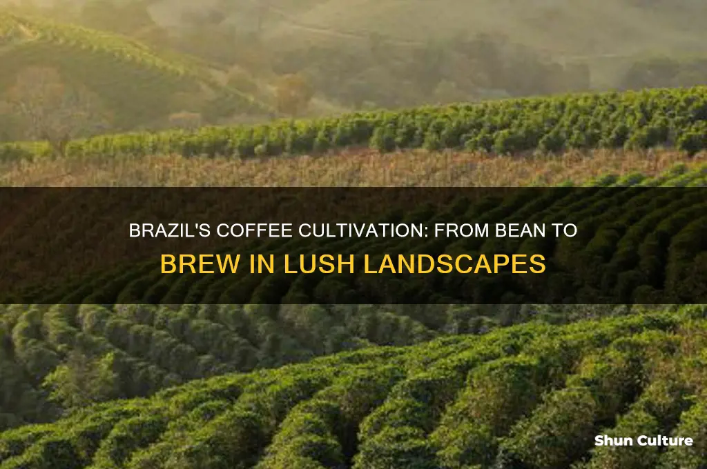 how is coffee cultivated in brazil