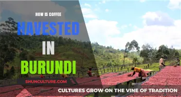 Exploring Burundi's Coffee Harvest: A Journey from Bean to Cup