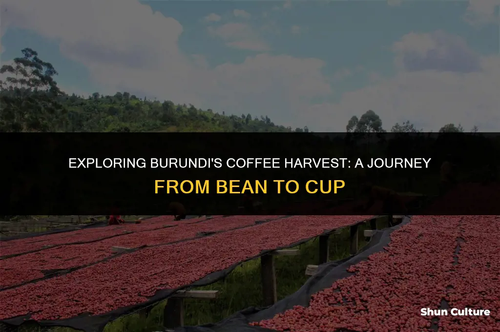 how is coffee havested in burundi