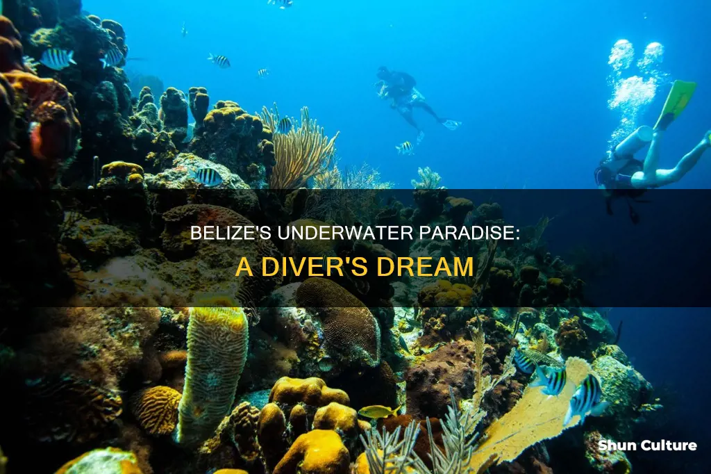 how is diving in belize