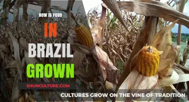 Exploring Brazil's Diverse Agricultural Methods and Food Production Techniques