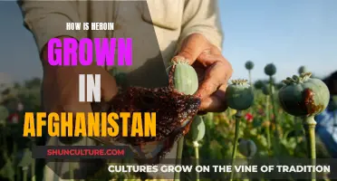 The Opium Trail: Tracing Heroin's Journey from Afghan Fields to Global Markets