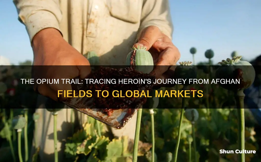 how is heroin grown in afghanistan