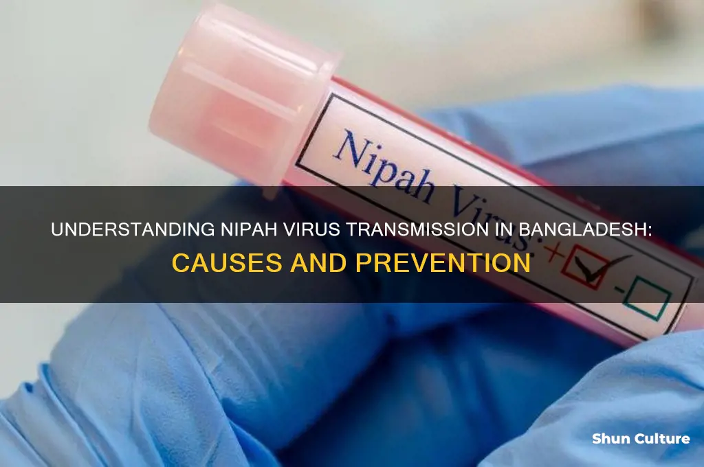 how is nipah spread in bangladesh