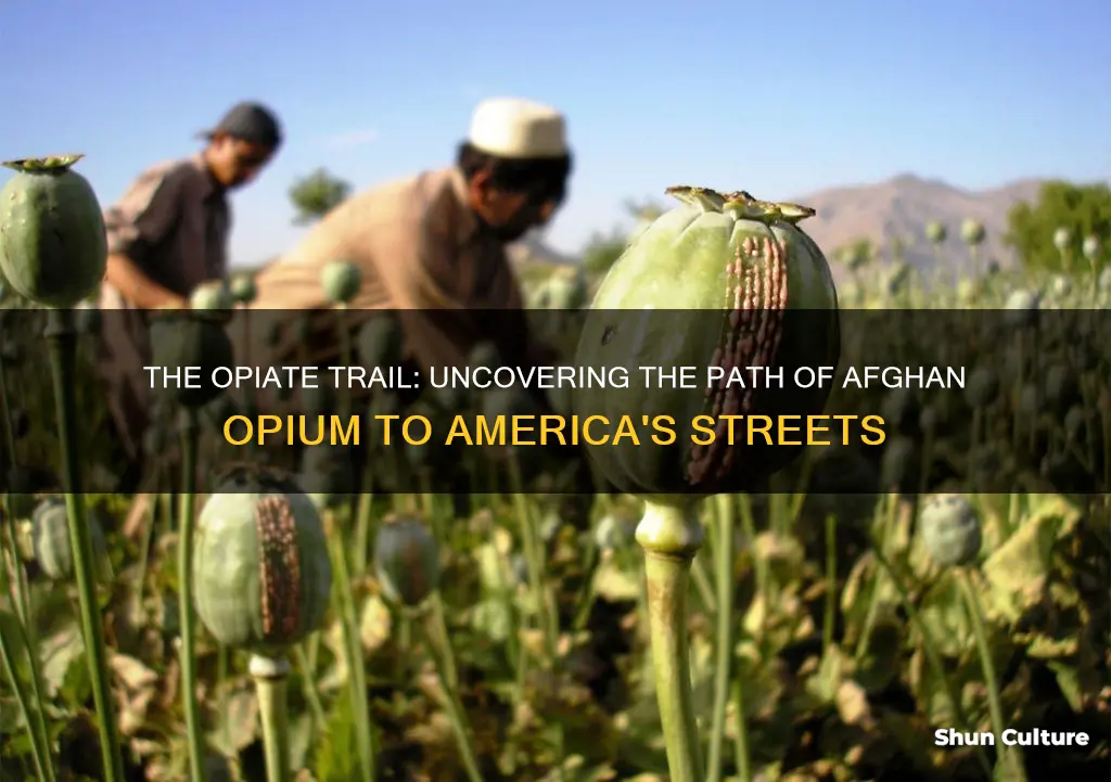 how is opium from afghanistan brought to america