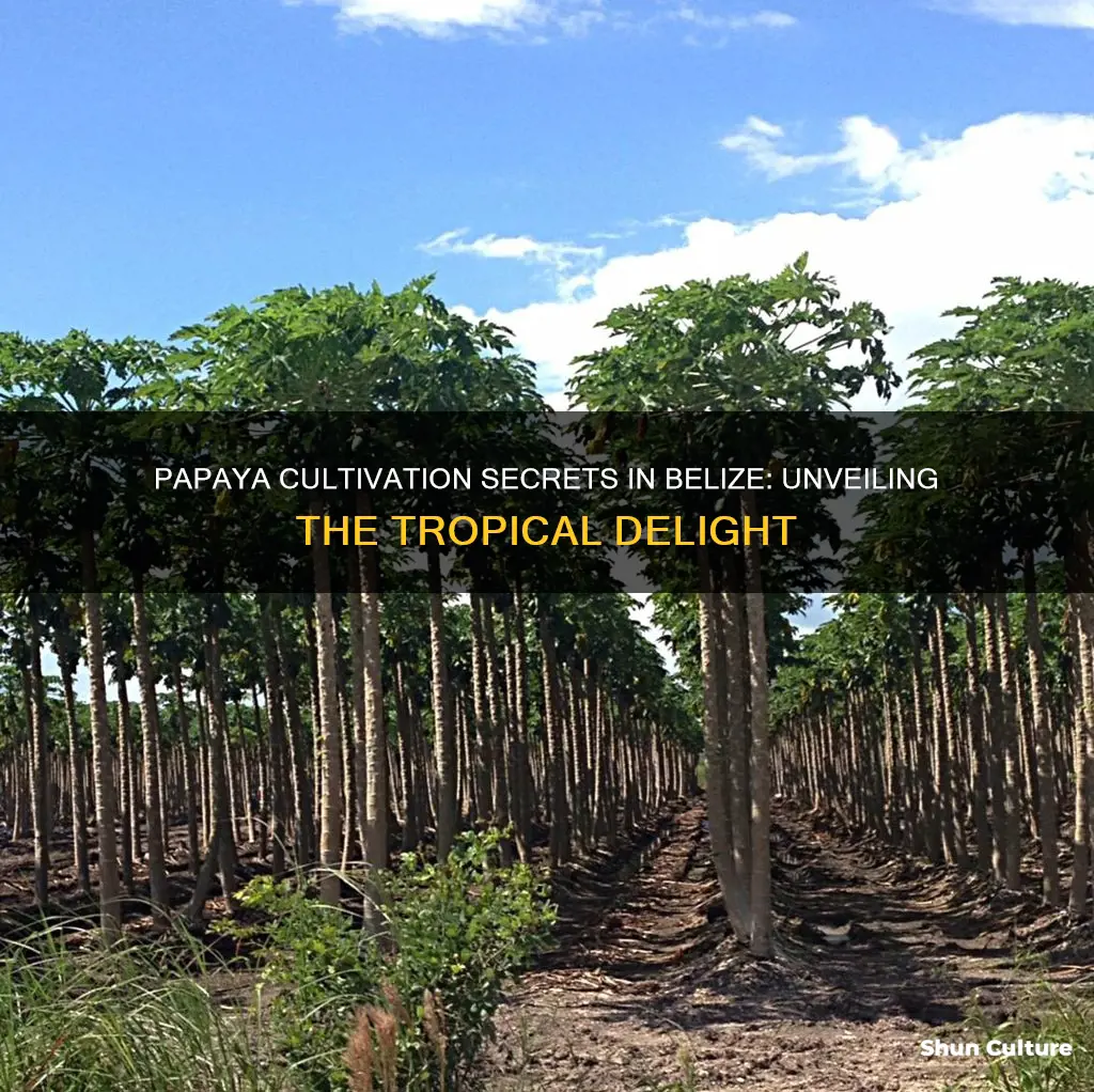 how is papaya grown in belize