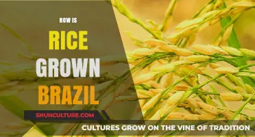 Cultivating Rice in Brazil: A Comprehensive Guide to Growing Techniques