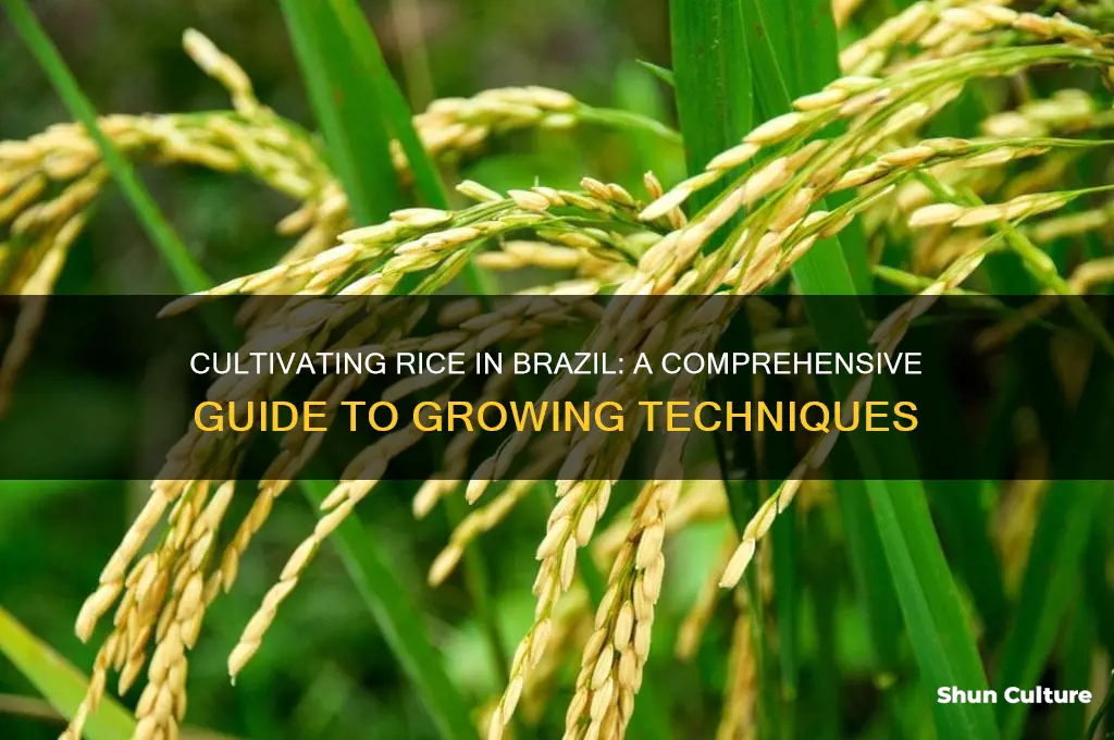 how is rice grown brazil