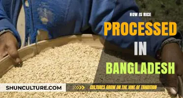 From Paddy to Plate: Bangladesh's Rice Processing Journey Explained