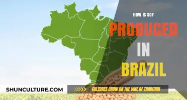Brazil's Soy Production: From Farm to Global Markets Explained