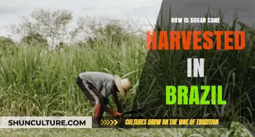 Brazil's Sugar Cane Harvest: Traditional Techniques and Modern Innovations