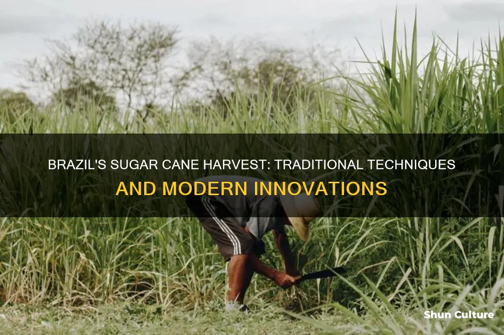 how is sugar cane harvested in brazil