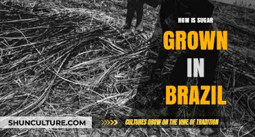Brazil's Sweet Harvest: The Journey of Sugarcane Cultivation