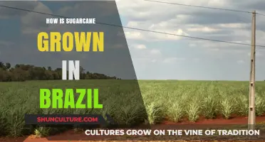 Sustainable Sugarcane Farming: Brazil's Techniques for Optimal Growth and Harvest