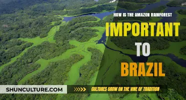 Amazon Rainforest: Brazil's Vital Ecological, Economic, and Cultural Lifeline