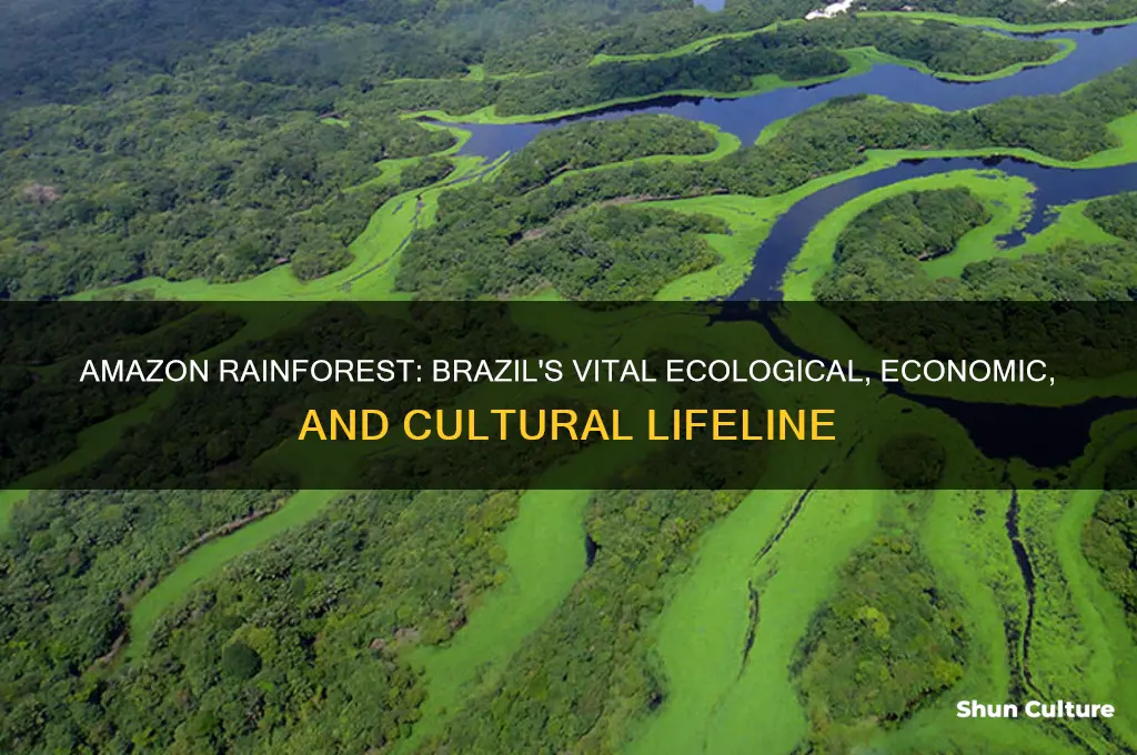 how is the amazon rainforest important to brazil