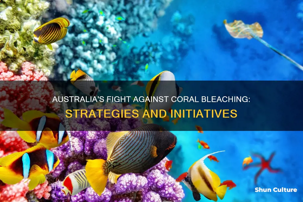 how is the australian government combating coral bleaching
