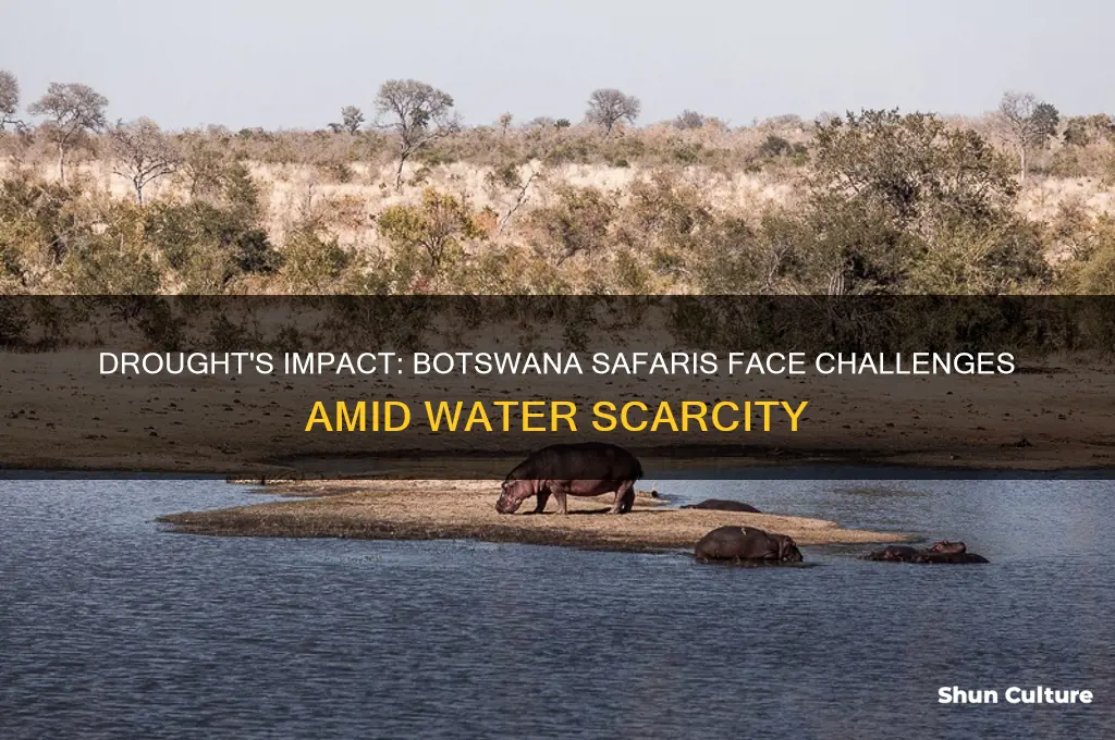how is the current drought affecting botswana safaris