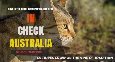 Controlling Australia's Feral Cat Population: Strategies and Challenges